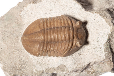 Трилобит Asaphus lepidurus 