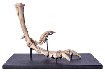 Лапа дромеозаврида