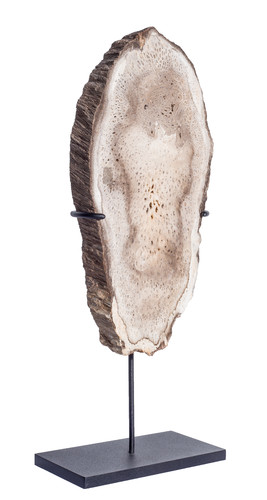 Древовидный папоротник Tietea singularis