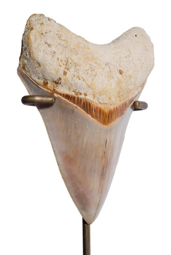 Зуб мегалодона 10,8 см музейного качества на подставке