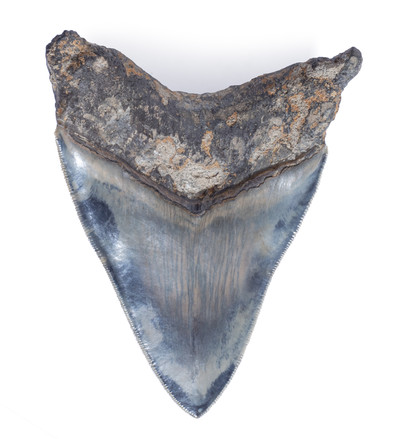 Зуб мегалодона 11,4 см музейного качества