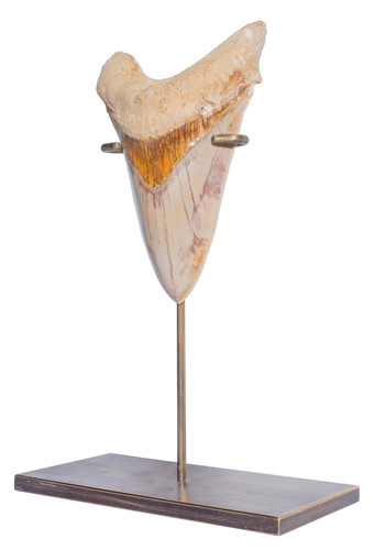 Зуб мегалодона 12,1 см музейного качества на подставке