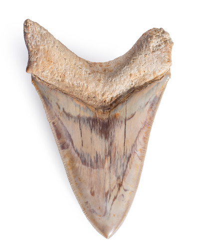 Зуб мегалодона 12,1 см музейного качества на подставке
