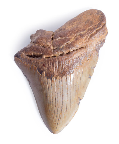 Зуб мегалодона 13,5 см