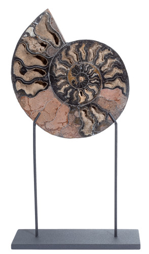 Аммонит Cleoniceras sp. 
