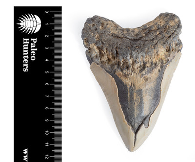 Зуб мегалодона 11,6 см