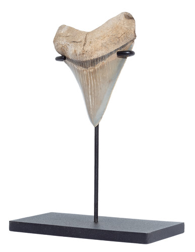 Зуб мегалодона 8,4 см коллекционного качества на подставке