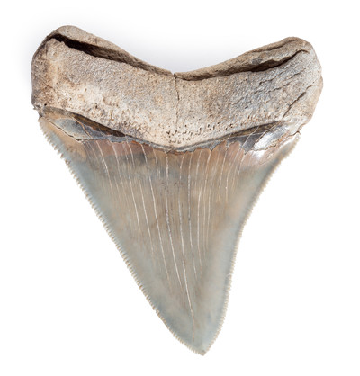 Зуб мегалодона 8,4 см коллекционного качества 