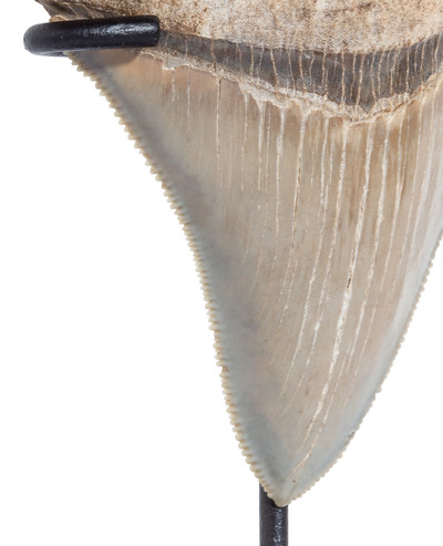 Зуб мегалодона 8,4 см коллекционного качества на подставке
