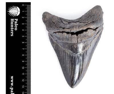 Зуб мегалодона 13,5 см коллекционного качества на подставке