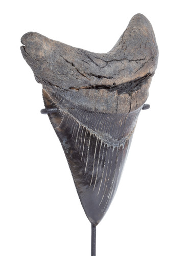 Зуб мегалодона 13,5 см коллекционного качества на подставке