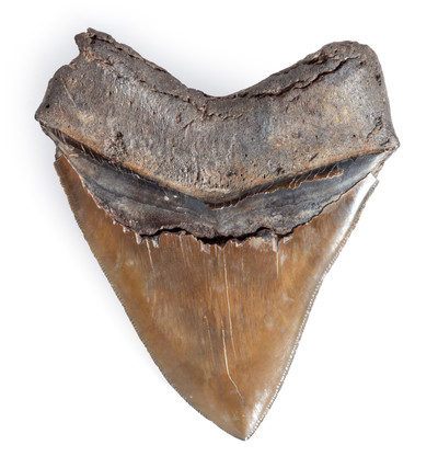 Зуб мегалодона 11,3 см коллекционного качества на подставке