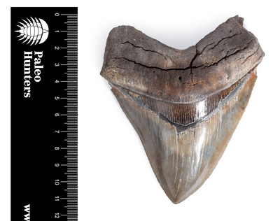 Зуб мегалодона 11,3 см коллекционного качества на подставке