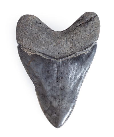Зуб мегалодона 12 см коллекционного качества на подставке
