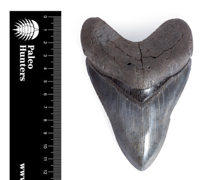Зуб мегалодона 12 см коллекционного качества 
