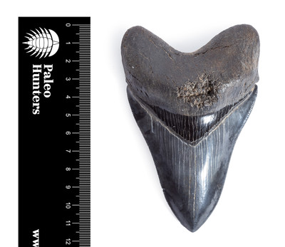 Зуб мегалодона 11,7 см коллекционного качества на подставке
