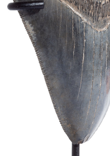Зуб мегалодона 10,8 см коллекционного качества на подставке