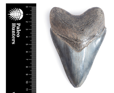 Зуб мегалодона 10,8 см коллекционного качества на подставке