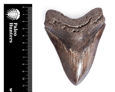Зуб мегалодона 11,2 см коллекционного качества на подставке