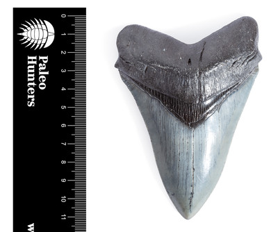 Зуб мегалодона 11,3 см коллекционного качества