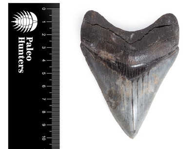 Зуб мегалодона 10,2 см коллекционного качества на подставке
