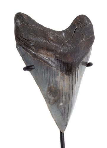 Зуб мегалодона 10,2 см коллекционного качества на подставке