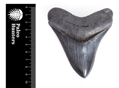 Зуб мегалодона 9,6 см коллекционного качества 