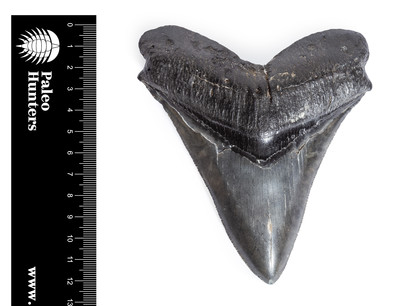 Зуб мегалодона 12,2 см коллекционного качества на подставке