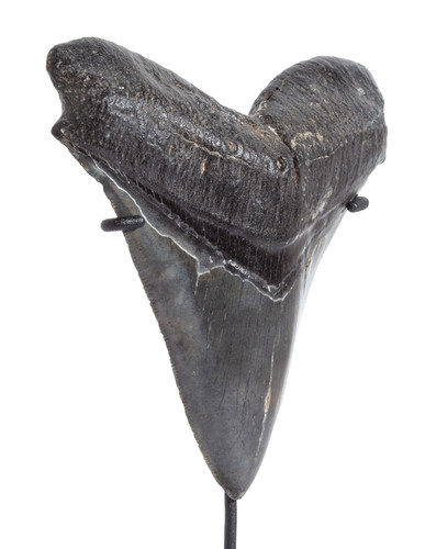 Зуб мегалодона 12,2 см коллекционного качества на подставке