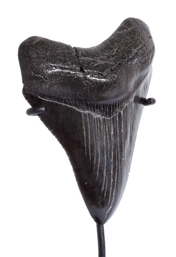 Зуб мегалодона 9,7 см коллекционного качества на подставке