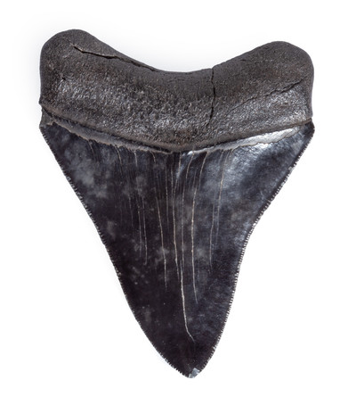 Зуб мегалодона 9,7 см коллекционного качества на подставке