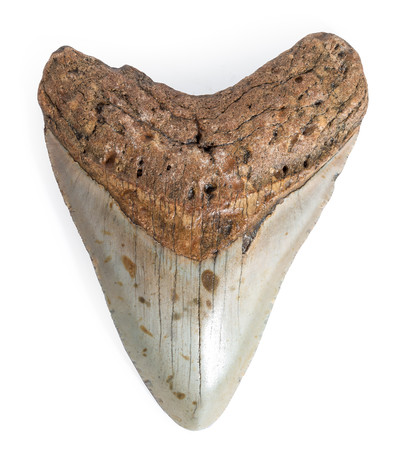Зуб мегалодона 10,5 см 