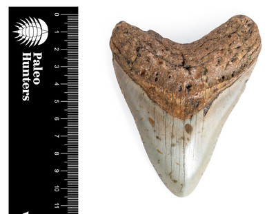 Зуб мегалодона 10,5 см 