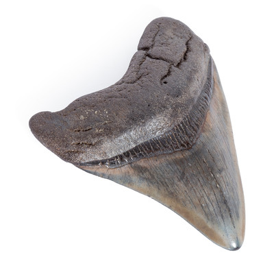 Зуб мегалодона 8,4 см на подставке