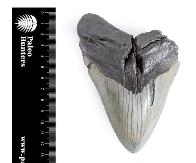 Зуб мегалодона 12,9 см