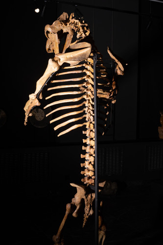 Пещерный медведь Ursus spelaeus