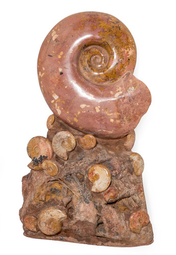 Аммониты Нammatoceras sp.