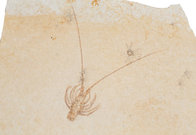 Омар Palinurus longipes на подставке