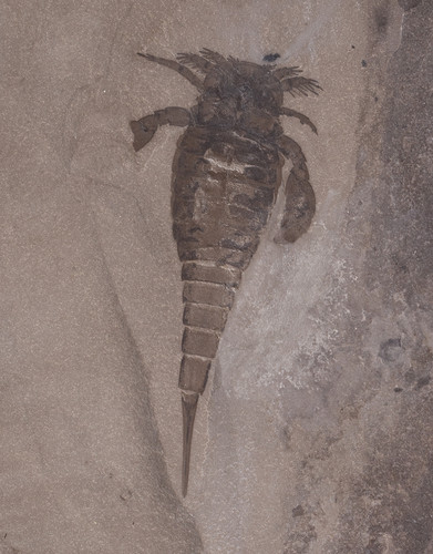 Скорпион Eurypterid на подставке