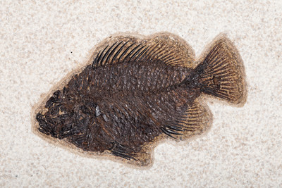 Рыба Priscacara sp. 