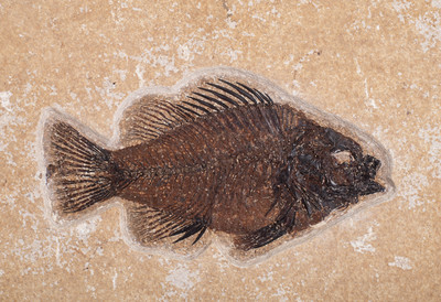Рыба Priscacara sp. на подставке