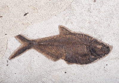 Рыба Diplomystus sp. на подставке