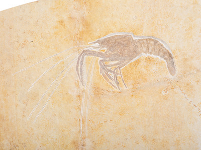 Креветка Antrimpos speciosus на подставке