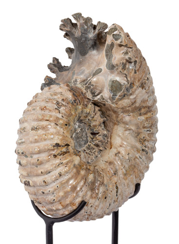 Аммонит Douvilleiceras mammilatum 