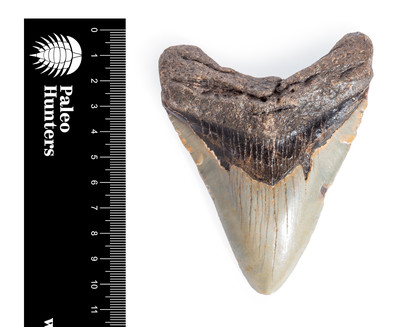 Зуб мегалодона 10,6 см 