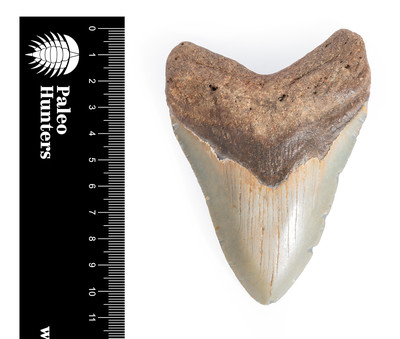 Зуб мегалодона 10,6 см на подставке