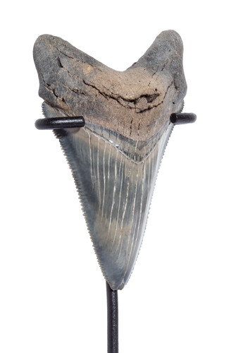 Зуб мегалодона 7,9 см коллекционного качества на подставке