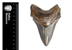 Зуб мегалодона 11,3 см коллекционного качества