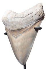 Зуб мегалодона 11,7 см музейного качества 