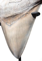 Зуб мегалодона 11,7 см музейного качества 